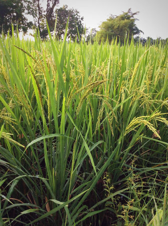Agriculture farming green rice plantsの素材