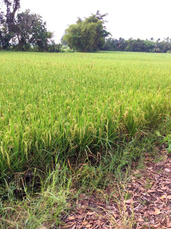 Agricultural crops in the natural rice fieldsの素材
