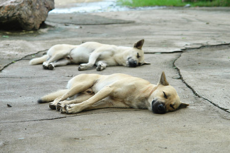 Two dogs were sleeping on the concrete floor with pleasureの写真素材