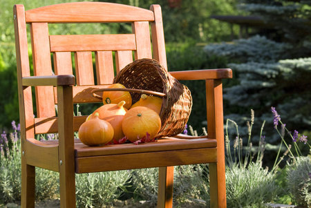 Pumpkins on chairの写真素材