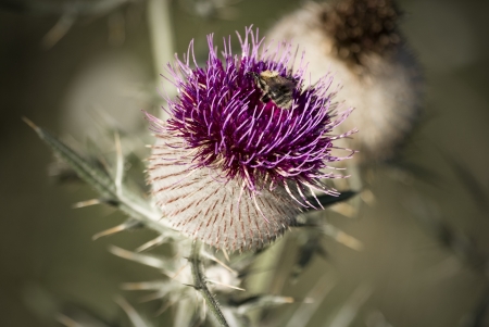 detail of thistle with beeの写真素材