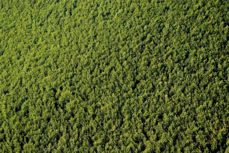 Texture of forestの写真素材
