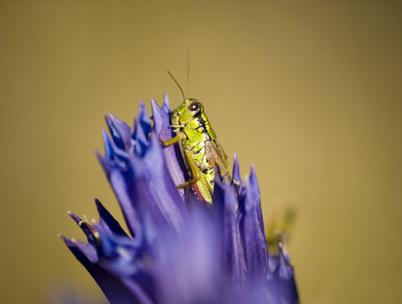 Grasshopper on blue flowerの写真素材