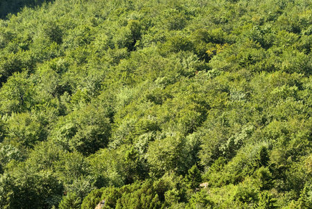 Texture of forest