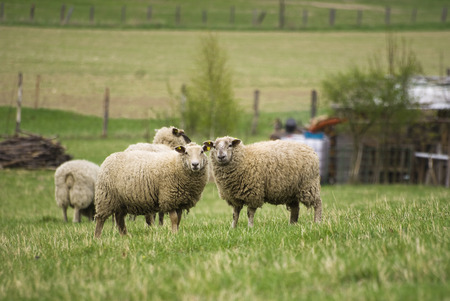 sheepの写真素材