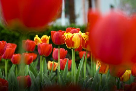 Tulip fieldの写真素材
