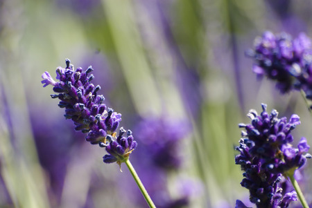 Lavenderの写真素材