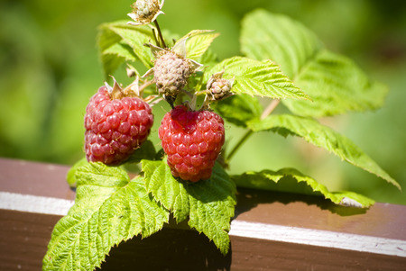 Two raspberry on branchの写真素材