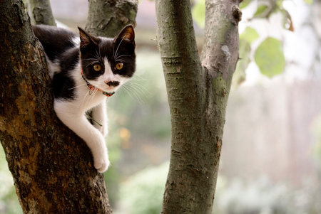 black white kitten hanging on treeの写真素材