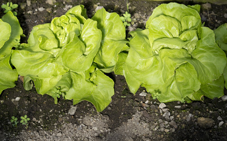 Lettuce growing in greenhouseの写真素材
