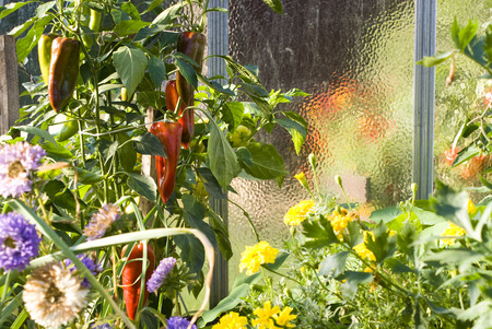 In the colorful greenhouse. Red pepper and many flower aroundの写真素材