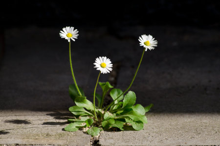 Three Daisies growing though pavement on the edge of bright sun shine and dark shadowの写真素材