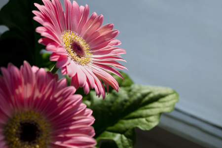 Aster purple flowerの写真素材
