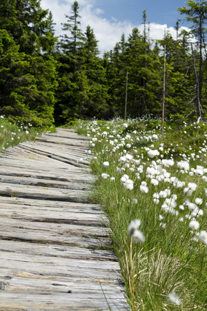 Wood bridge leading through peat bogs and forest in Hruby Jesenik Mountainの写真素材