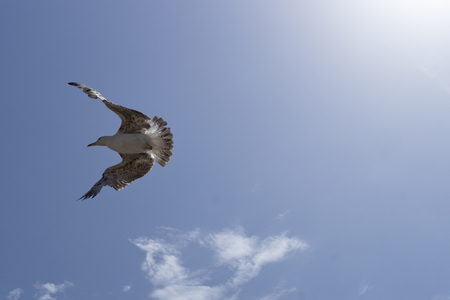 Seagull with spread wings on blue skyの写真素材