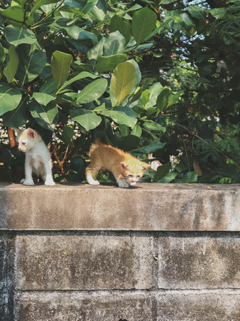 Two cute kittens on the wallの写真素材