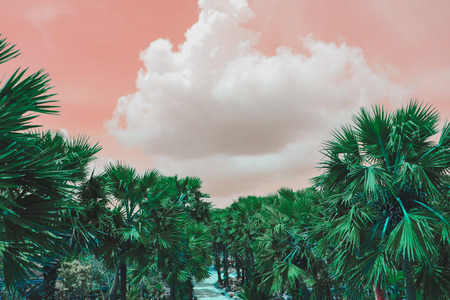 sugar palm tree with pink skyの写真素材