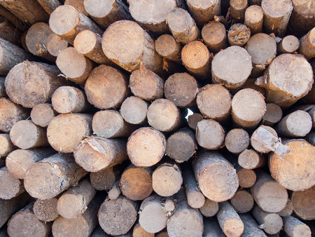 Neatly stacked round timber logs in different sizes as a closeup.