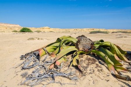 Ancient welwitschia mirabilis desert plant growing in dry river bed, Namib Desert Angola. These plants grow very slowly and for hundreds of years and are only found in this region.の写真素材