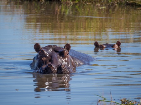 Two hippos almost completely submerged in water with only the heads sticking out, safari, in Moremi NP, Botswana, Africaの写真素材