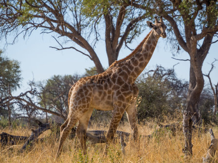 Tall adult giraffe striding through savannah environment with trees in background