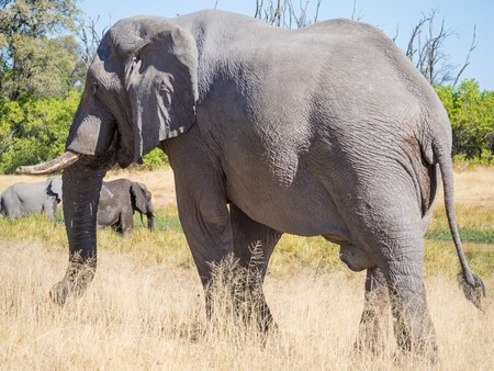 Large African elephant bull grazing on saavannah grassの写真素材