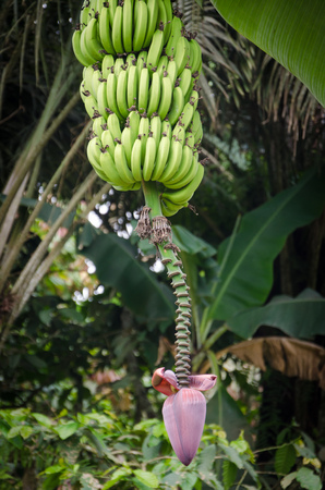 Banana bush baring many fruits and purple blossom in jungle of Cameroon, Africaの写真素材