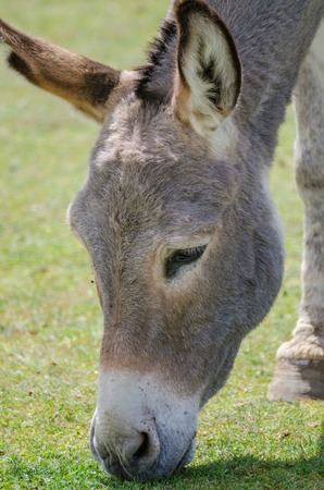 Peaceful donkey grazing away on short grass at lake shore in Atlas mountains of Moroccoの写真素材