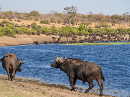 Large herd of water buffalos drinking from Chobe River with two animals in foreground, Chobe NP, Botswana, Africaの写真素材