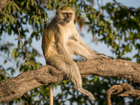Vervet Monkey sitting relaxed in a tree on a sunny day, Chobe NP, Botswana, Africaの写真素材