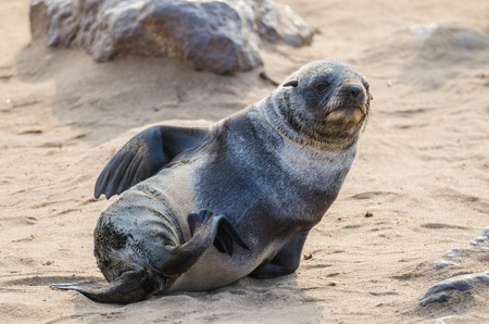 Portrait of beautiful South African fur seal at large seal colony, Cape Cross, Namibia, Southern Africaの写真素材