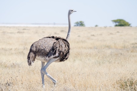 Close-up photo of beautiful female ostrich bird walking in dry grass, Etosha National Park, Namibia, Africaの写真素材