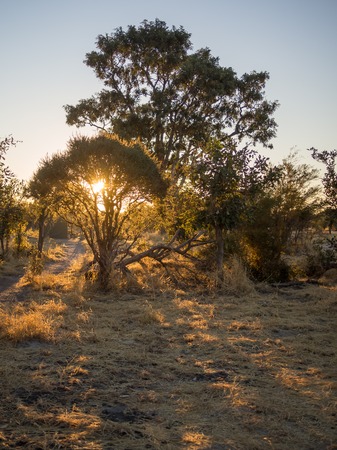 Beautiful golden sunset behind silhouettes of trees near Moremi National Park, Botswana, Southern Africaの写真素材