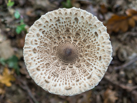 Closeup of single edible parasol mushroom or macrolepiota procera growing on forest ground, Berlin, Germanyの写真素材