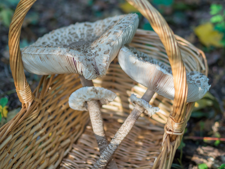 Closeup of collected edible parasol mushrooms or macrolepiota procera outdoors in basket, Berlin, Germanyの写真素材