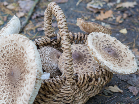 Closeup of collected edible parasol mushrooms or macrolepiota procera outdoors in basket, Berlin, Germanyの写真素材