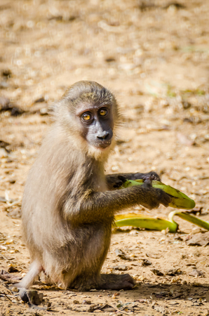 Young monkey feeding on banana in rain forest of Nigeriaの写真素材