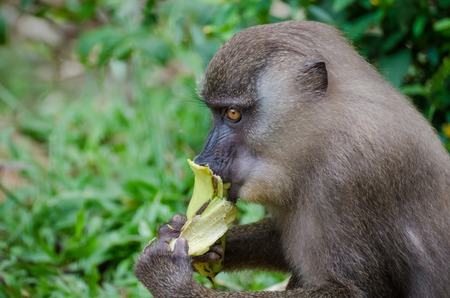 Young monkey feeding on banana in rain forest of Nigeriaの写真素材