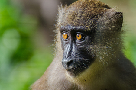 Closeup portrait of young monkey drill in rainforest of Nigeriaの写真素材
