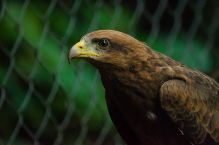 Closeup portrait of captured or rescued African Wahlberg's Eagle, Africa