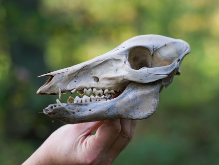 Hand holding skull of deer in forestの写真素材