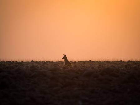 Lone black backed jackal looking into distance during golden sunset, Palmwag Concession, Namibia, Southern Africaの写真素材
