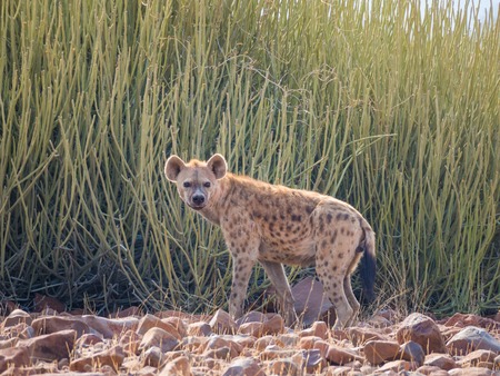 Portrait of spotted hyena standing in front of green desert bush looking into distance, Palmwag, Namibia, Africaの写真素材