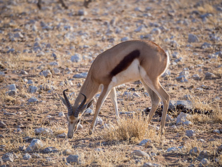 Male springbok feeding in rocky terrain at Palmwag Concession of Damaraland, Namibia, Southern...