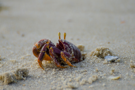 Purple crab crawling out of hole in sand at beach in northern Senegal, Africaの写真素材