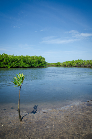 Young mangrove tree growing on muddy shore of mangrove forest of Sine Saloum Delta, Senegal, Africaの写真素材