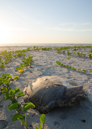 Turtle shell laying on empty beach during beautiful sunset in the Casamance, Senegal, Africa