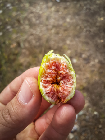 Human hand holding small green wild fig with red fruit fleshの写真素材