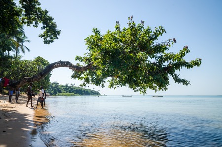 Bubaque, Guinea Bissau - December 07, 2013: Tree growing over ocean at beach of Bijagos island Bubaque, Guinea Bissauのeditorial素材