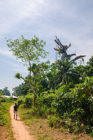 Bubaque, Guinea Bissau - December 09, 2013: Holy dead tree and man on foot path on island Bubaque, Bijagos archipelagoのeditorial素材
